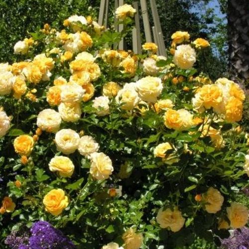 Kanarkowy - Róże pienne - z kwiatami hybrydowo herbacianymi - korona równomiernie ukształtowana